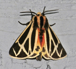 Nais Tiger Moth